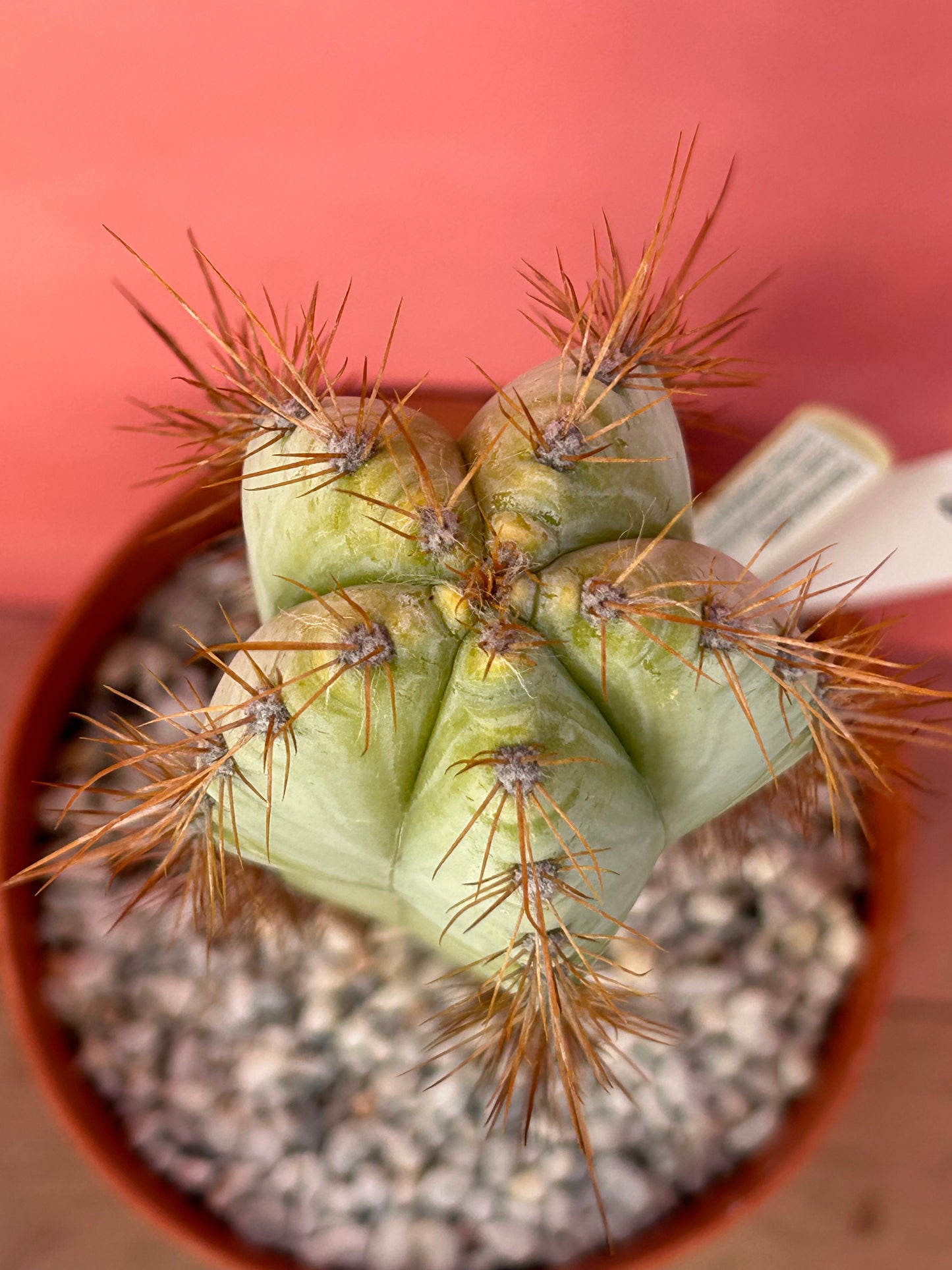 Pilosocereus azureus (956)