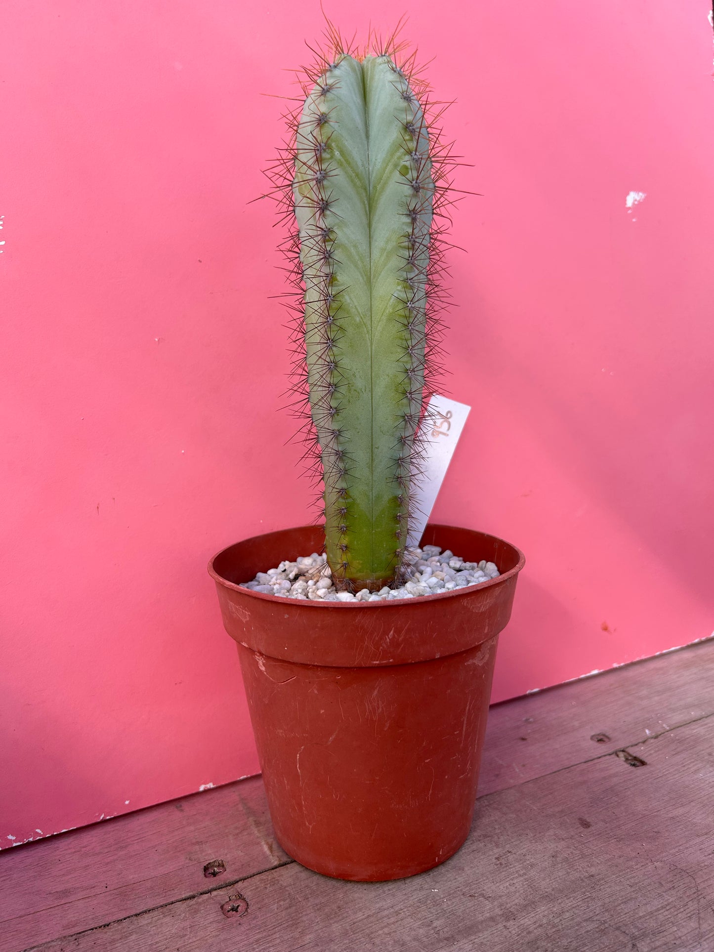 Pilosocereus azureus (956)
