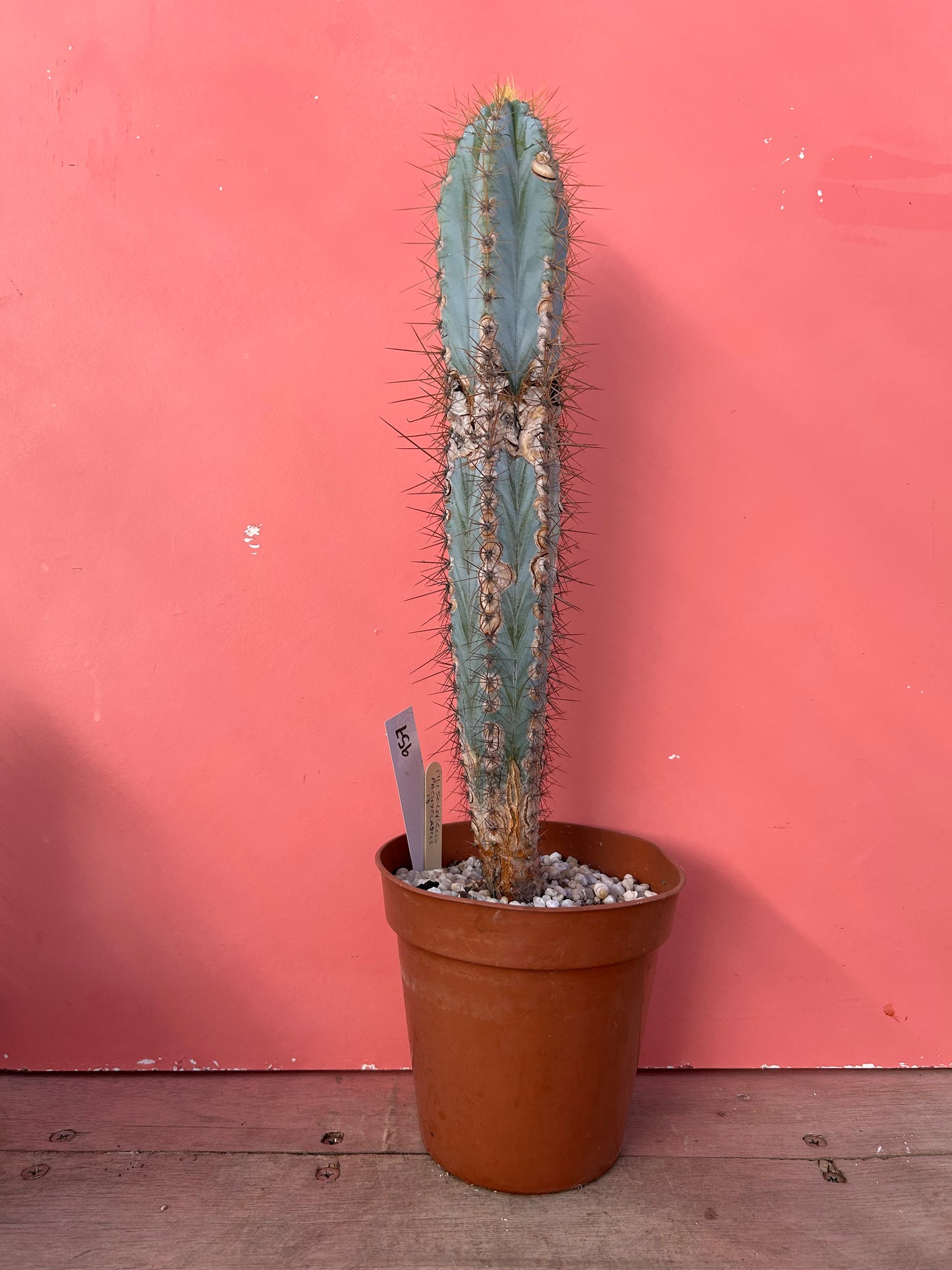 Pilosocereus pachycladus 'Blue Torch Cactus' (957)