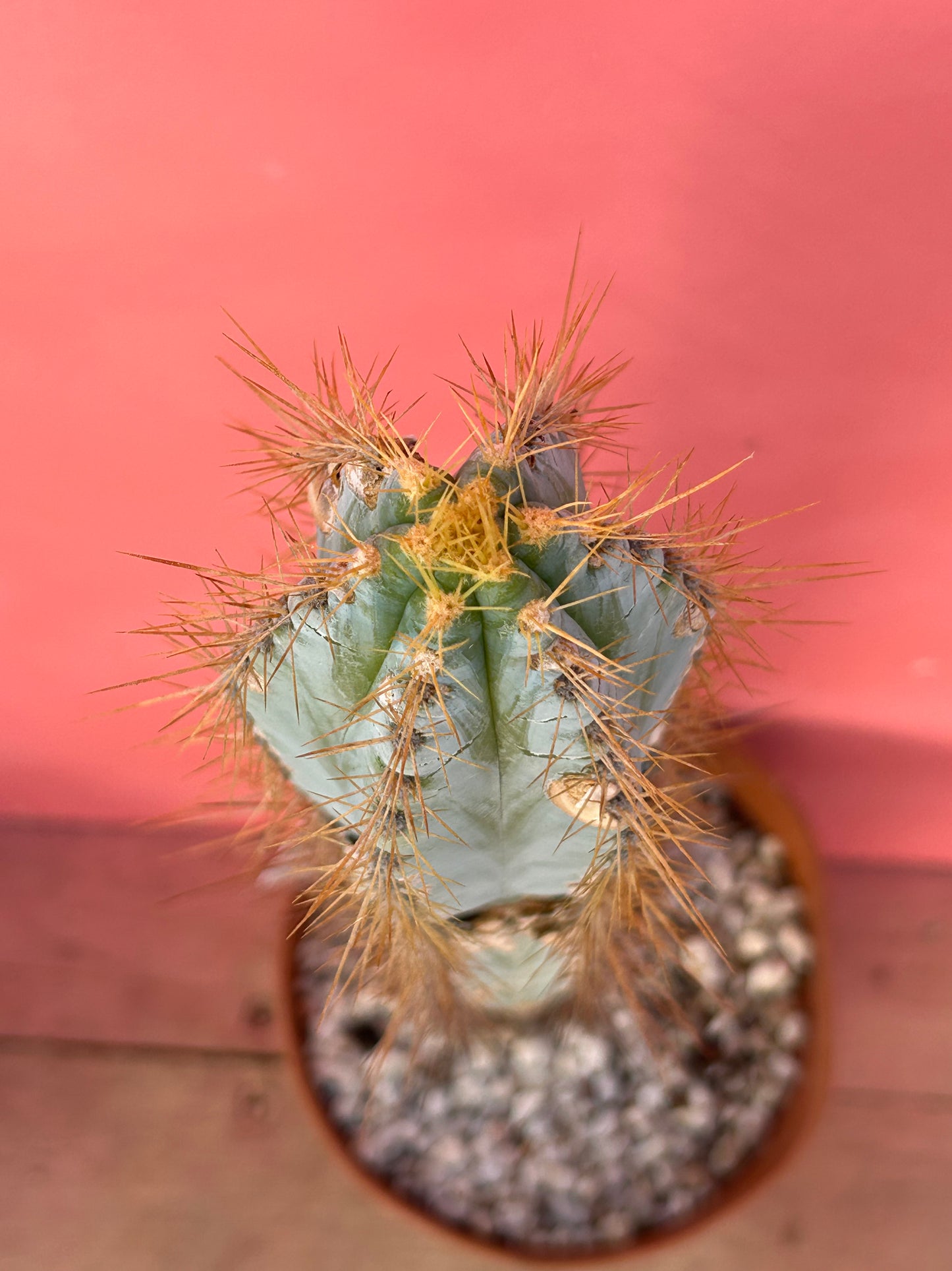 Pilosocereus pachycladus 'Blue Torch Cactus' (957)