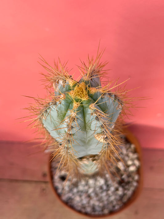 Pilosocereus pachycladus 'Blue Torch Cactus' (957)