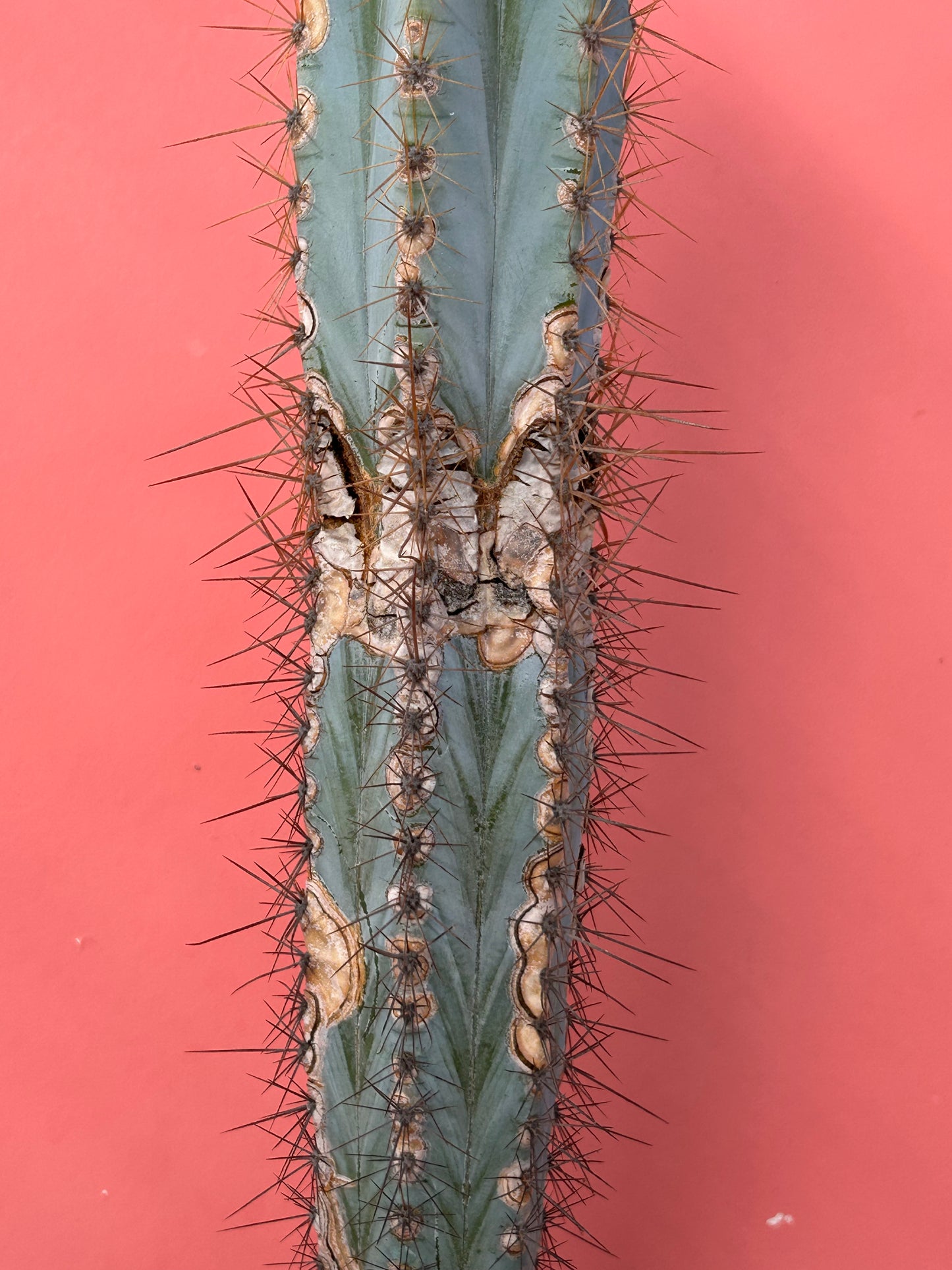 Pilosocereus pachycladus 'Blue Torch Cactus' (957)
