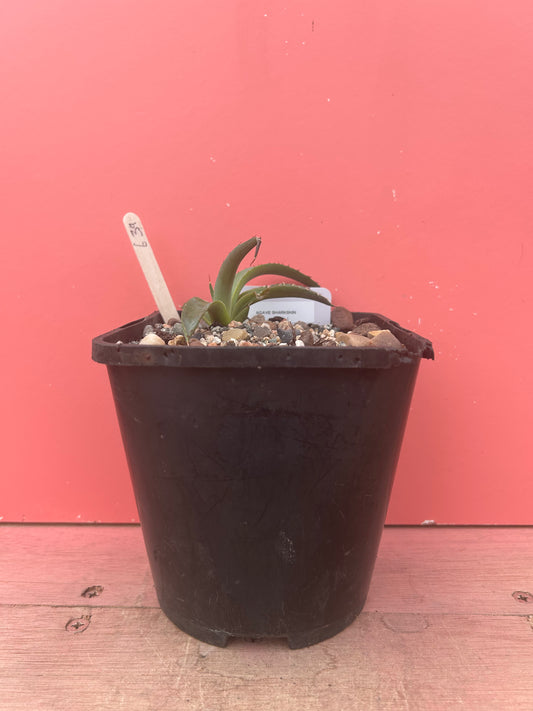 Agave sharkskin (639)