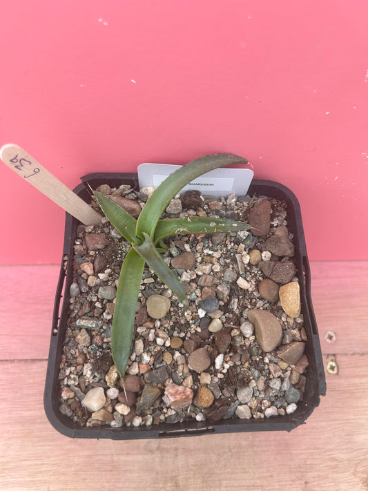 Agave sharkskin (639)