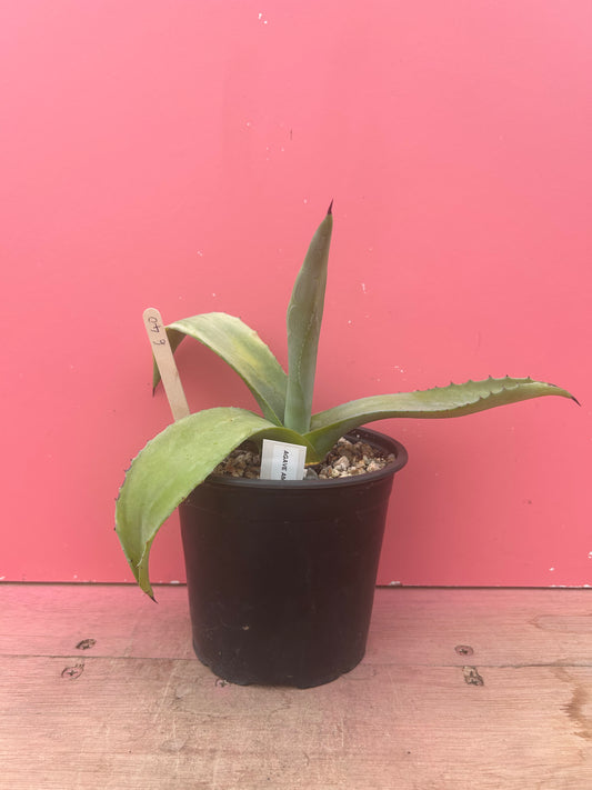 Agave americana (640)