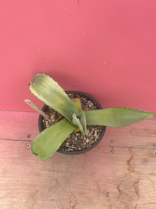 Agave americana (640)