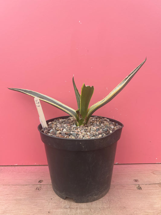 Agave americana variegata (642)
