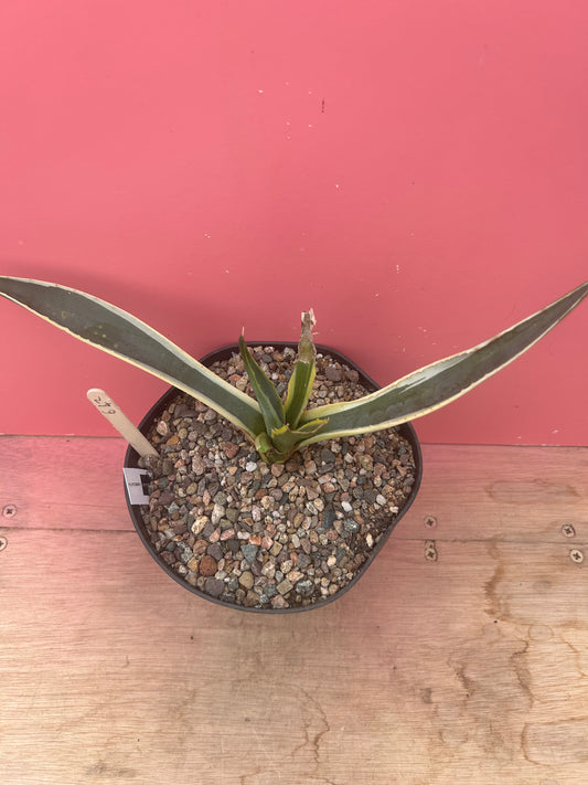 Agave americana variegata (642)