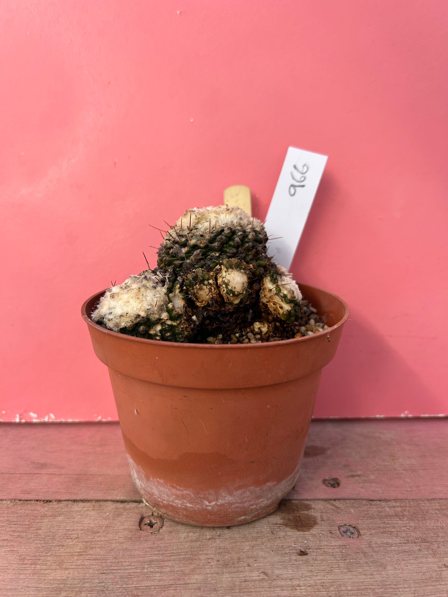 Copiapoa tenuissima (966)