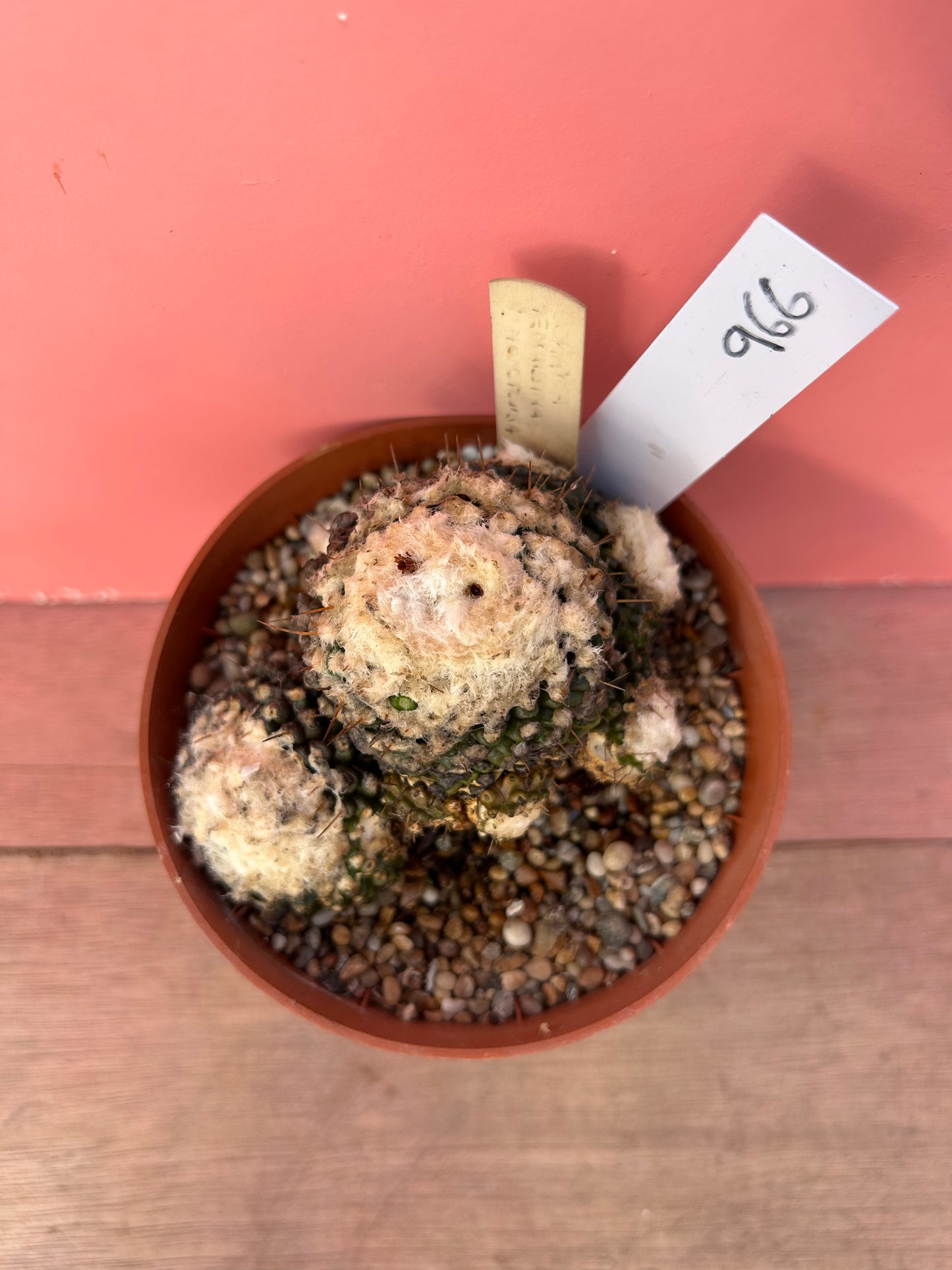 Copiapoa tenuissima (966)