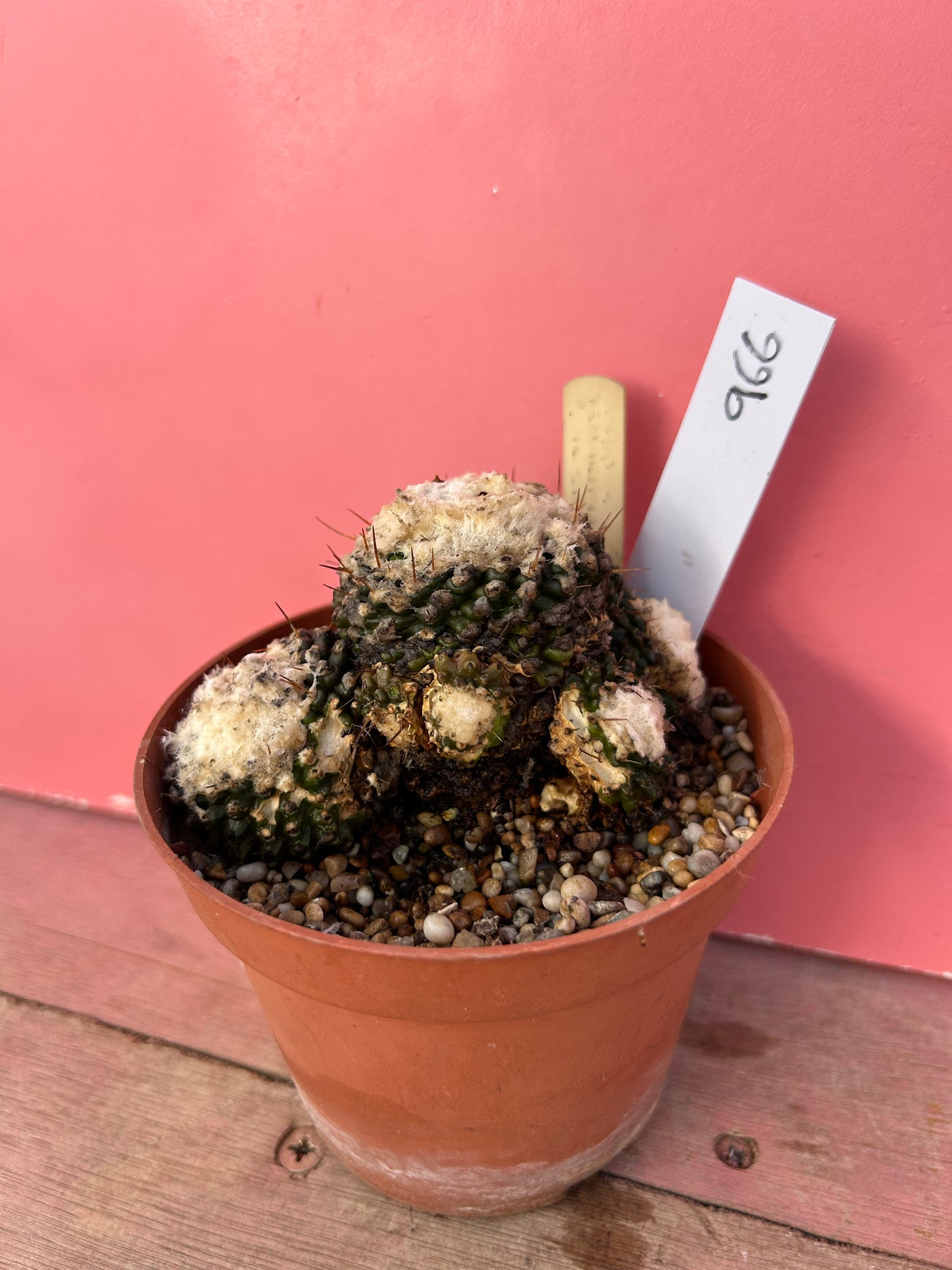 Copiapoa tenuissima (966)