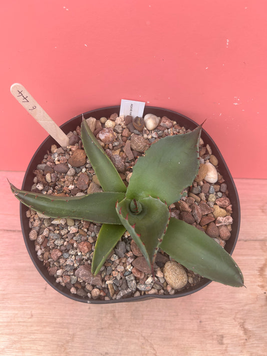 Agave havardiana (644)