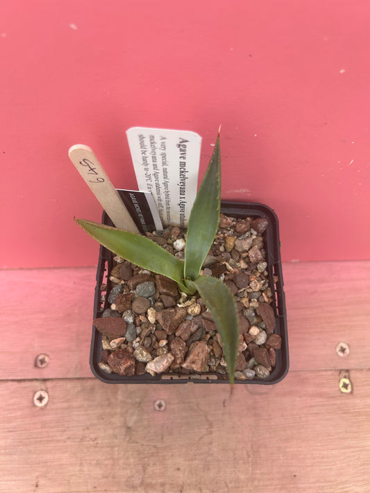 Agave mckelveyana x utahensis (645)