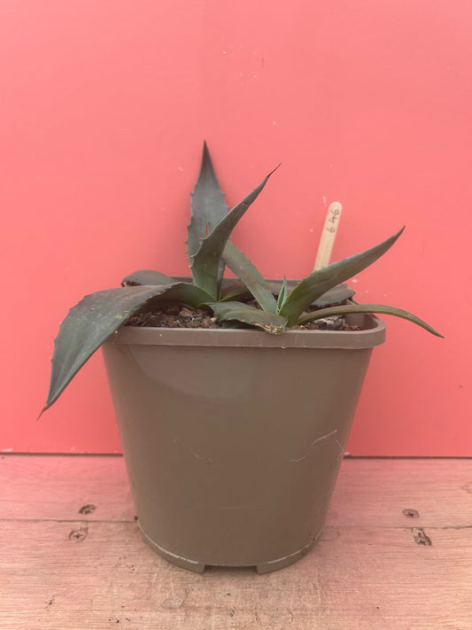 Agave havardiana (646)