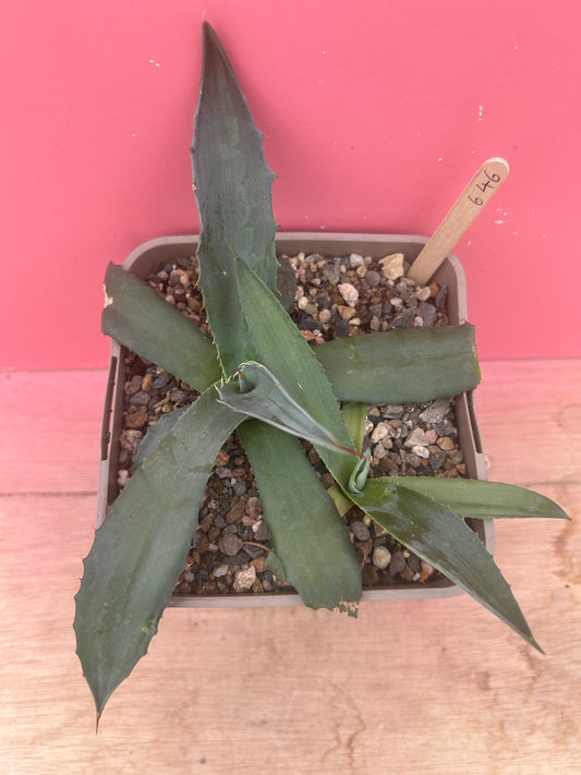 Agave havardiana (646)