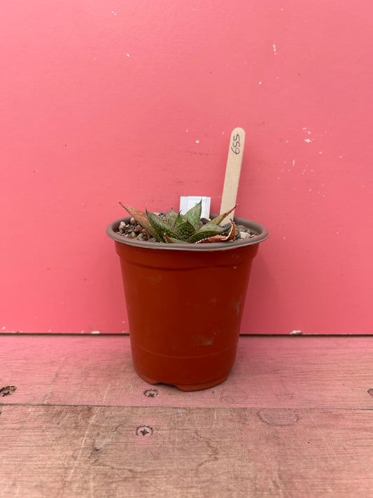 Gasteria wonder (655)