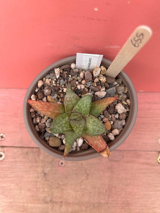 Gasteria wonder (655)