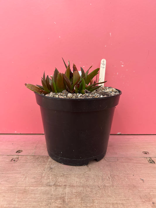 Aloe black gem (661)