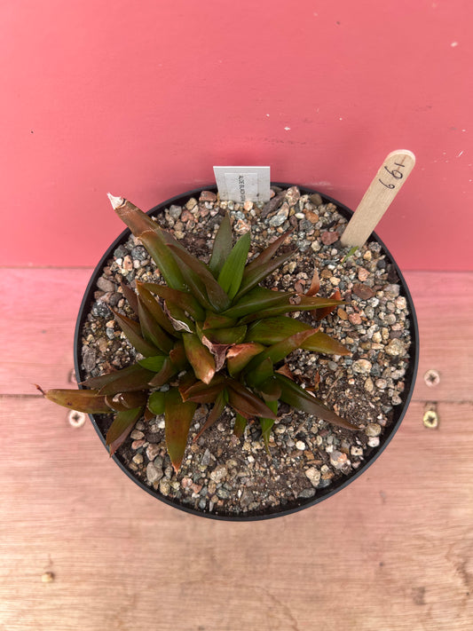 Aloe black gem (661)