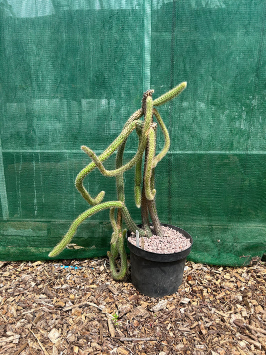 Cleistocactus baumannii santacruzensis (ET8) COLLECTION ONLY