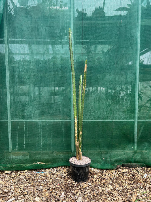 Cereus species (ET9) COLLECTION ONLY