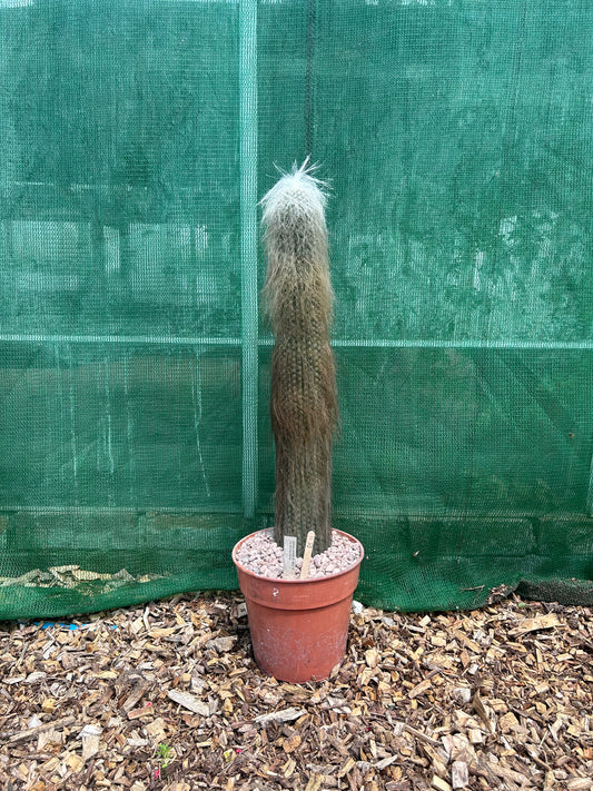 Cephalocereus senilis (ET11) COLLECTION ONLY