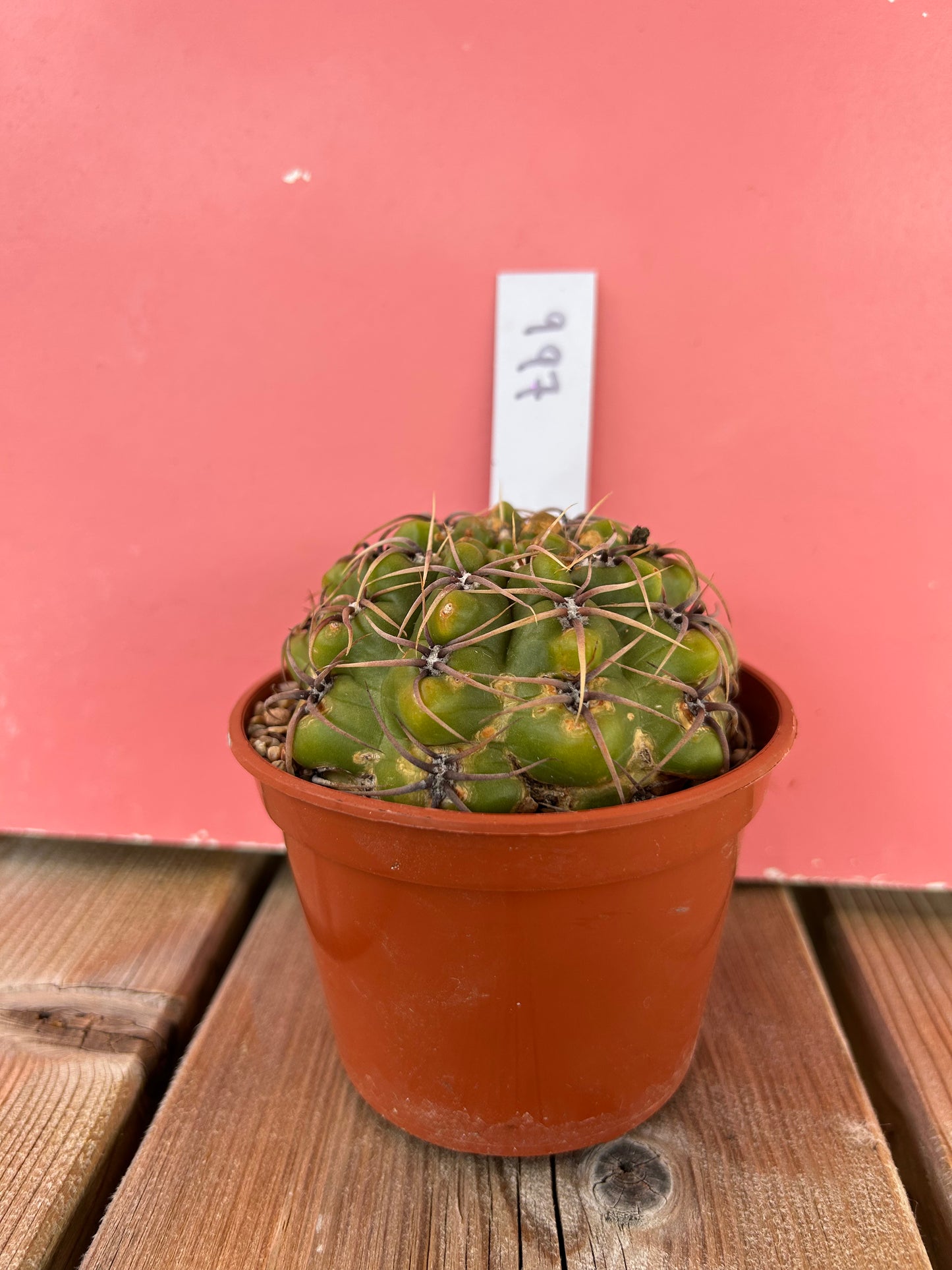 Gymnocalycium species (997)