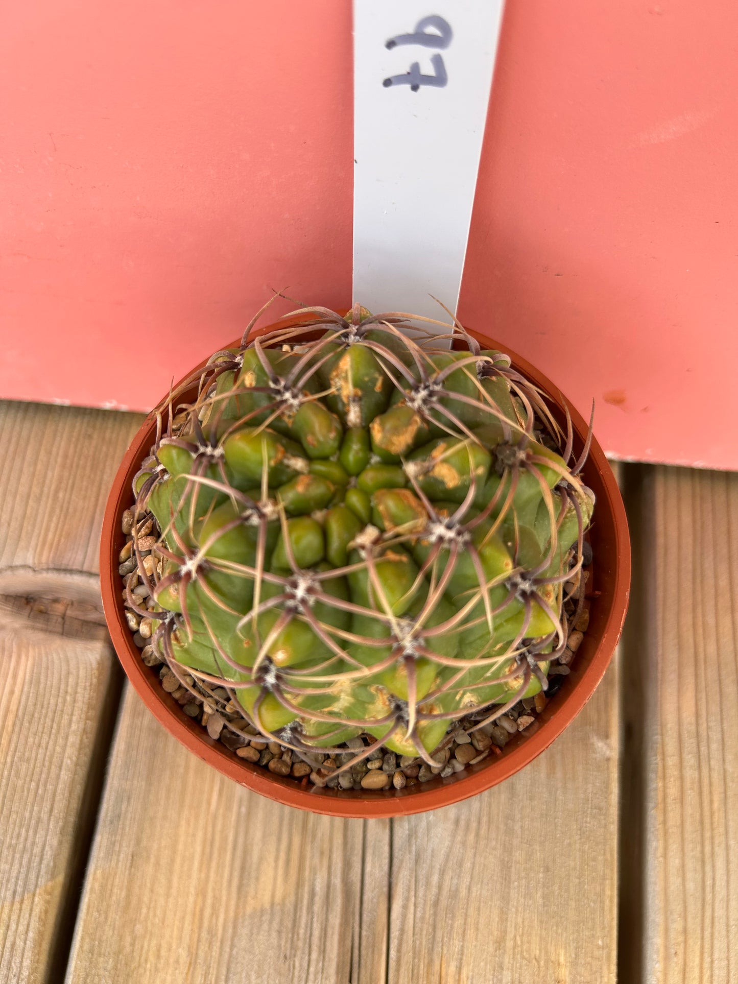 Gymnocalycium species (997)