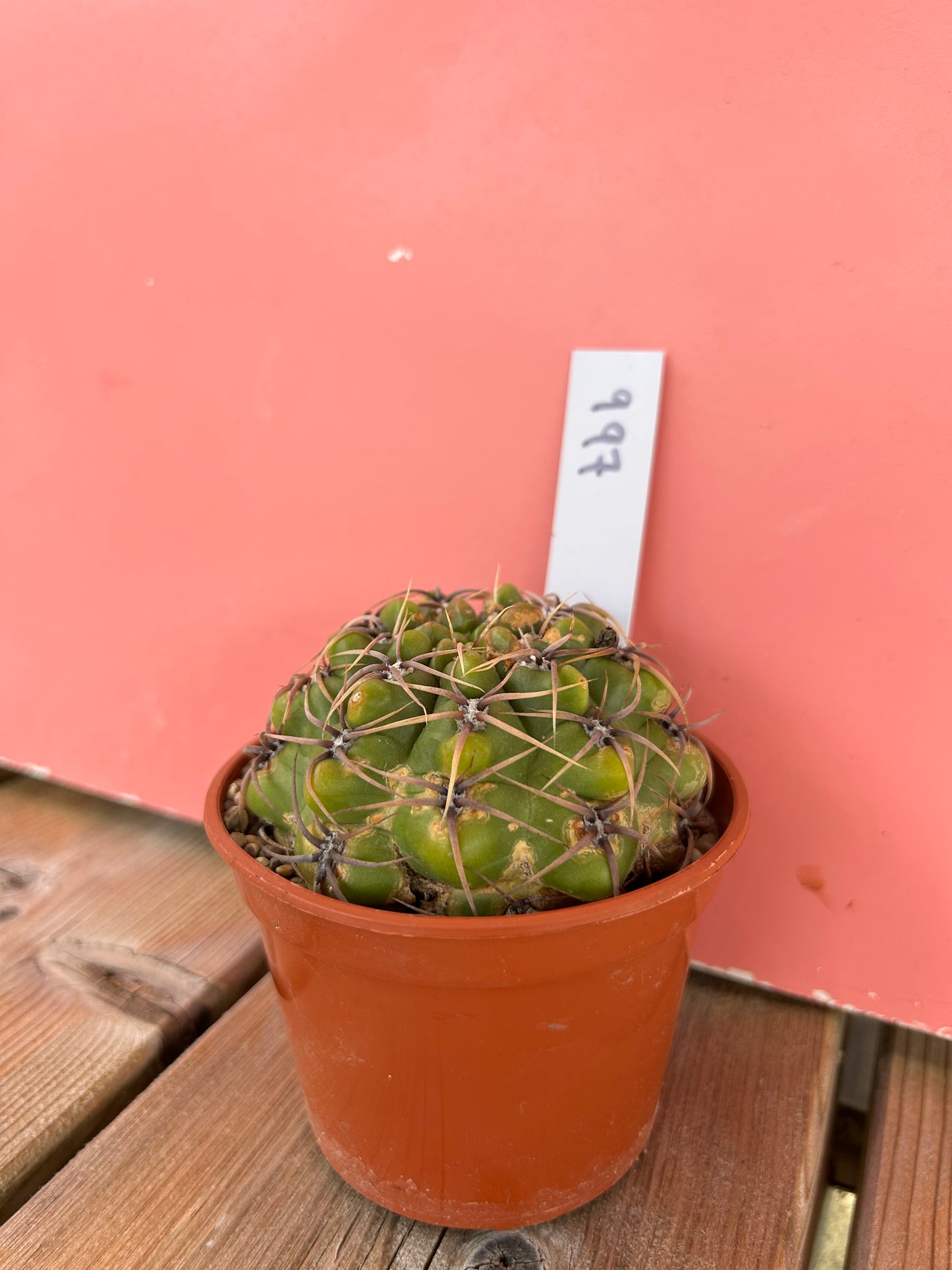 Gymnocalycium species (997)