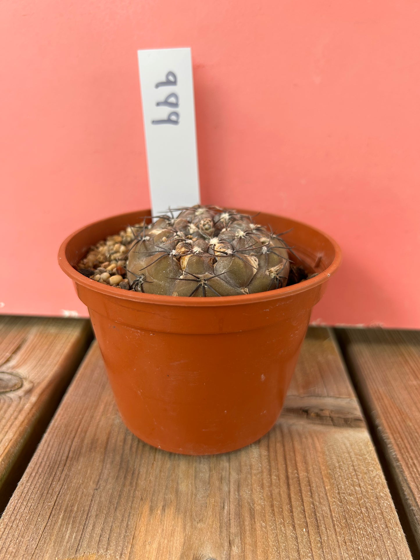 Gymnocalycium berchtii (999)