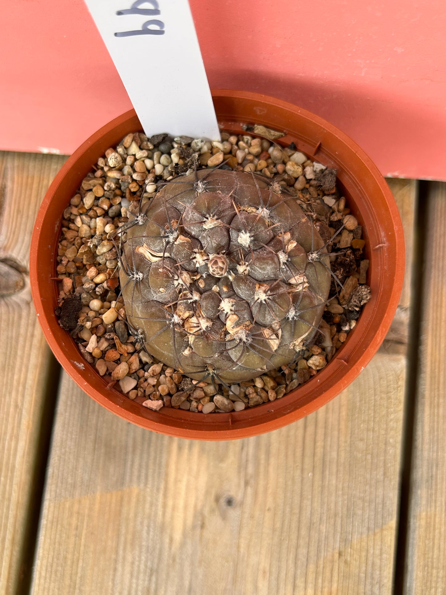 Gymnocalycium berchtii (999)