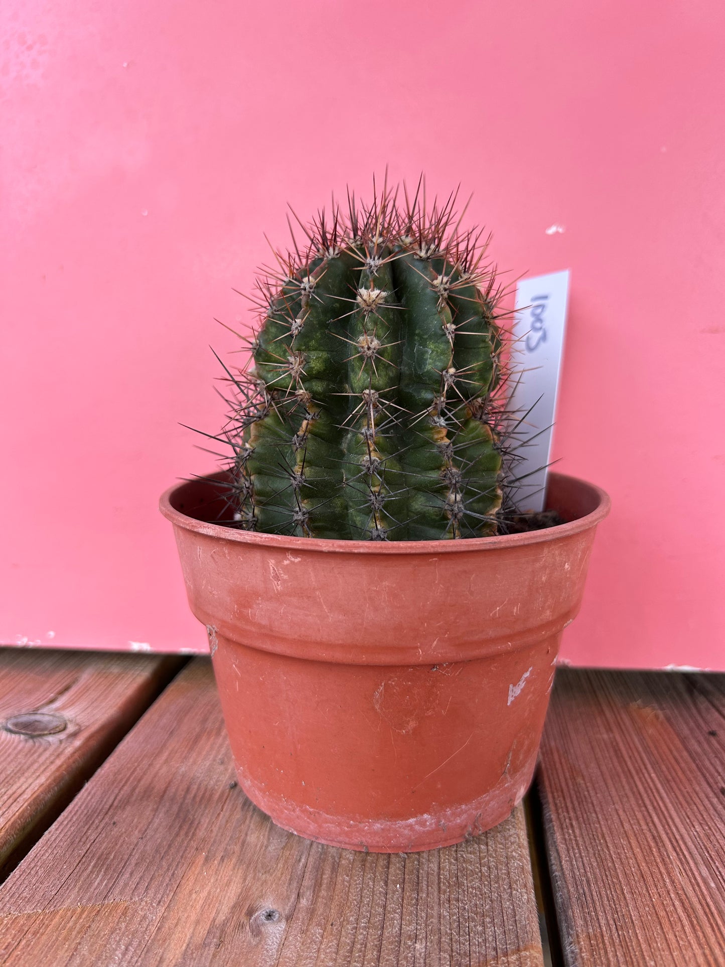 Gymnocalycium species (1003)