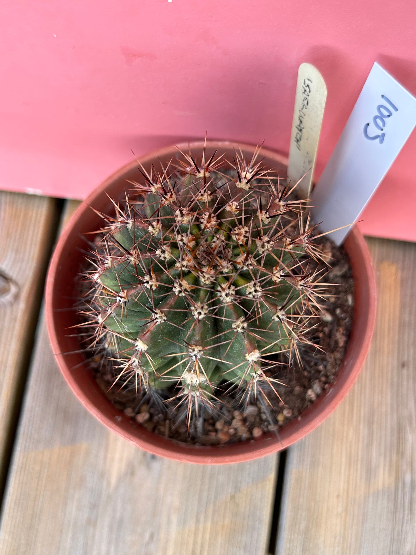 Gymnocalycium species (1003)