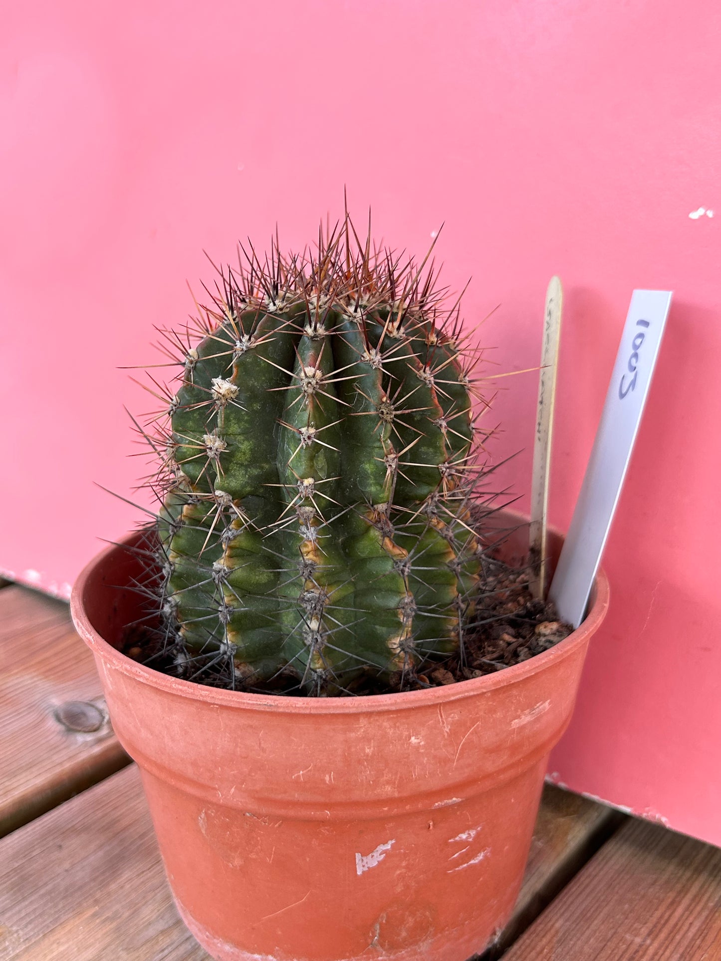 Gymnocalycium species (1003)