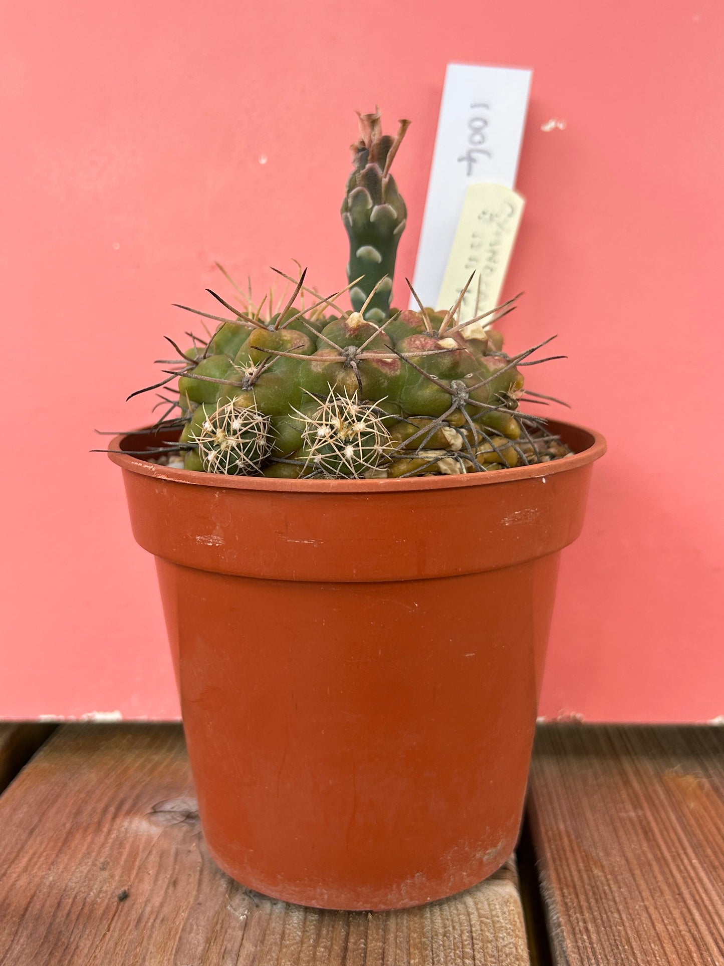 Gymnocalycium species (1004)