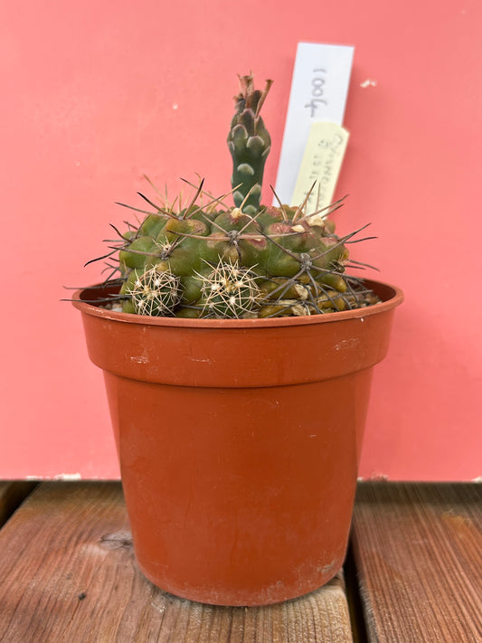 Gymnocalycium species (1004)