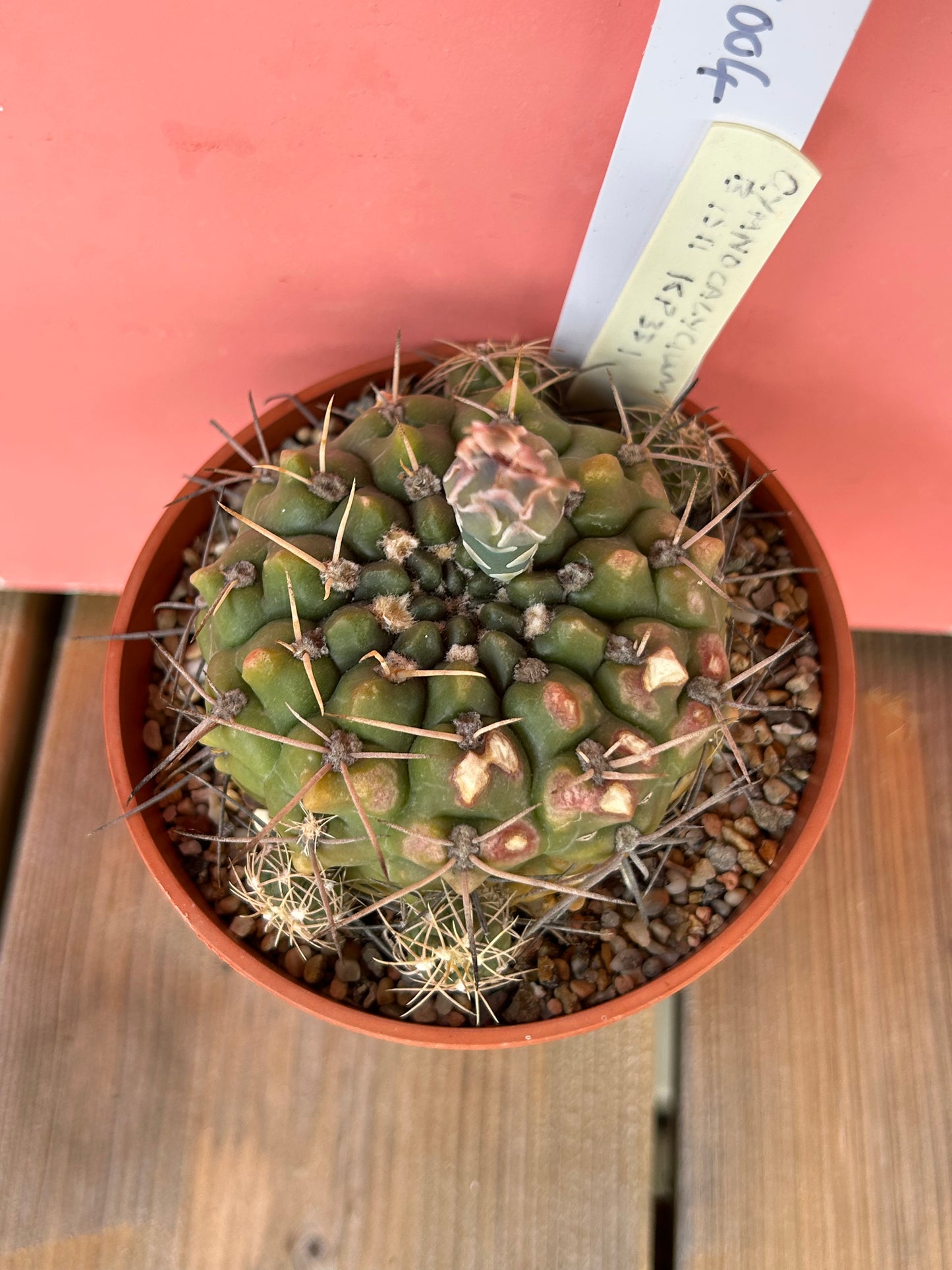 Gymnocalycium species (1004)