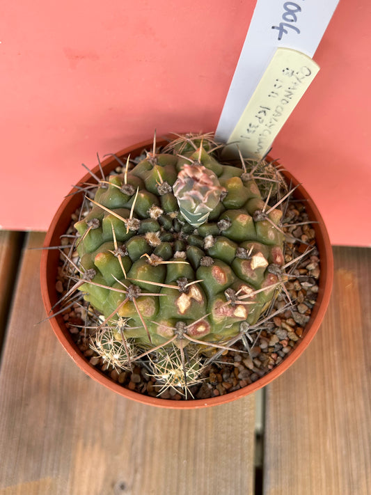 Gymnocalycium species (1004)