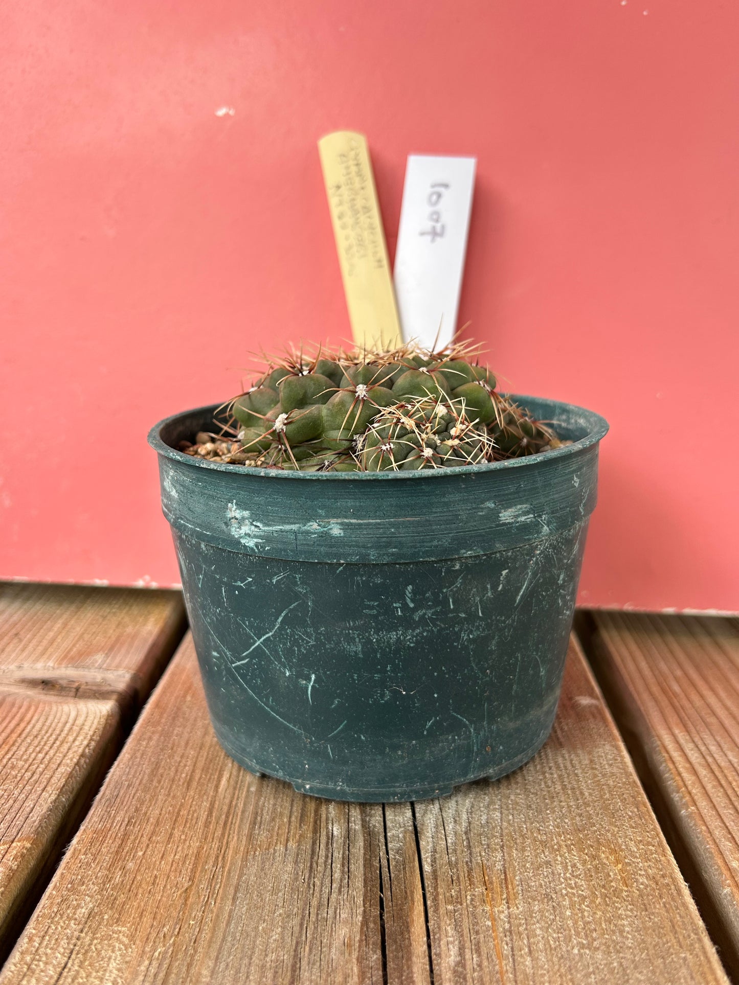 Gymnocalycium amerhameeri (1007)