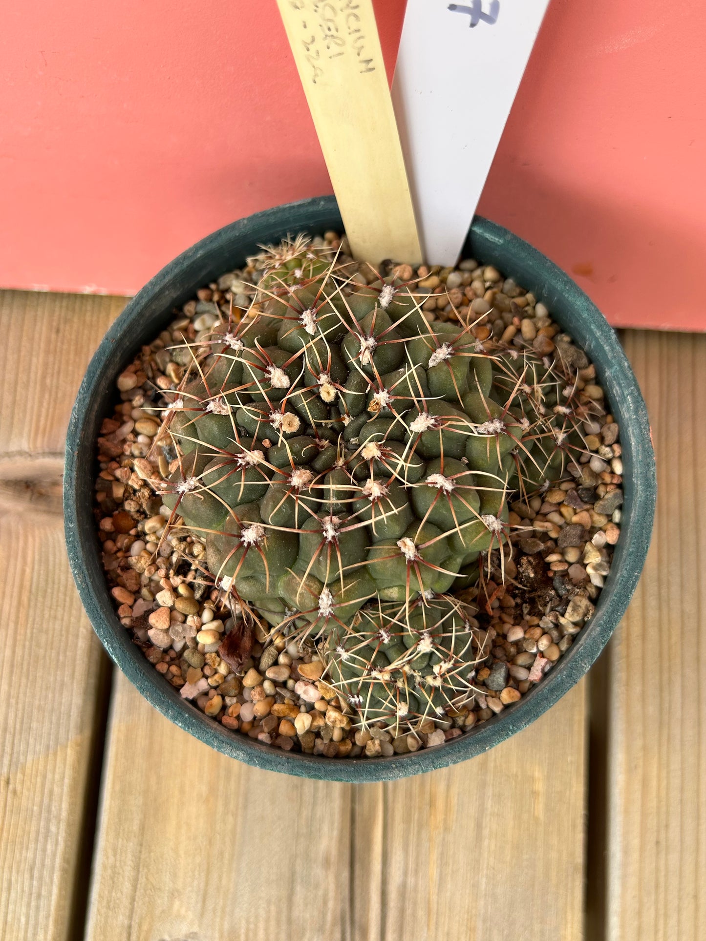 Gymnocalycium amerhameeri (1007)