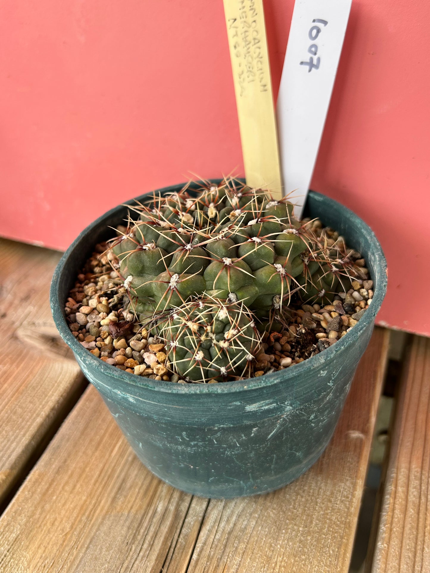 Gymnocalycium amerhameeri (1007)