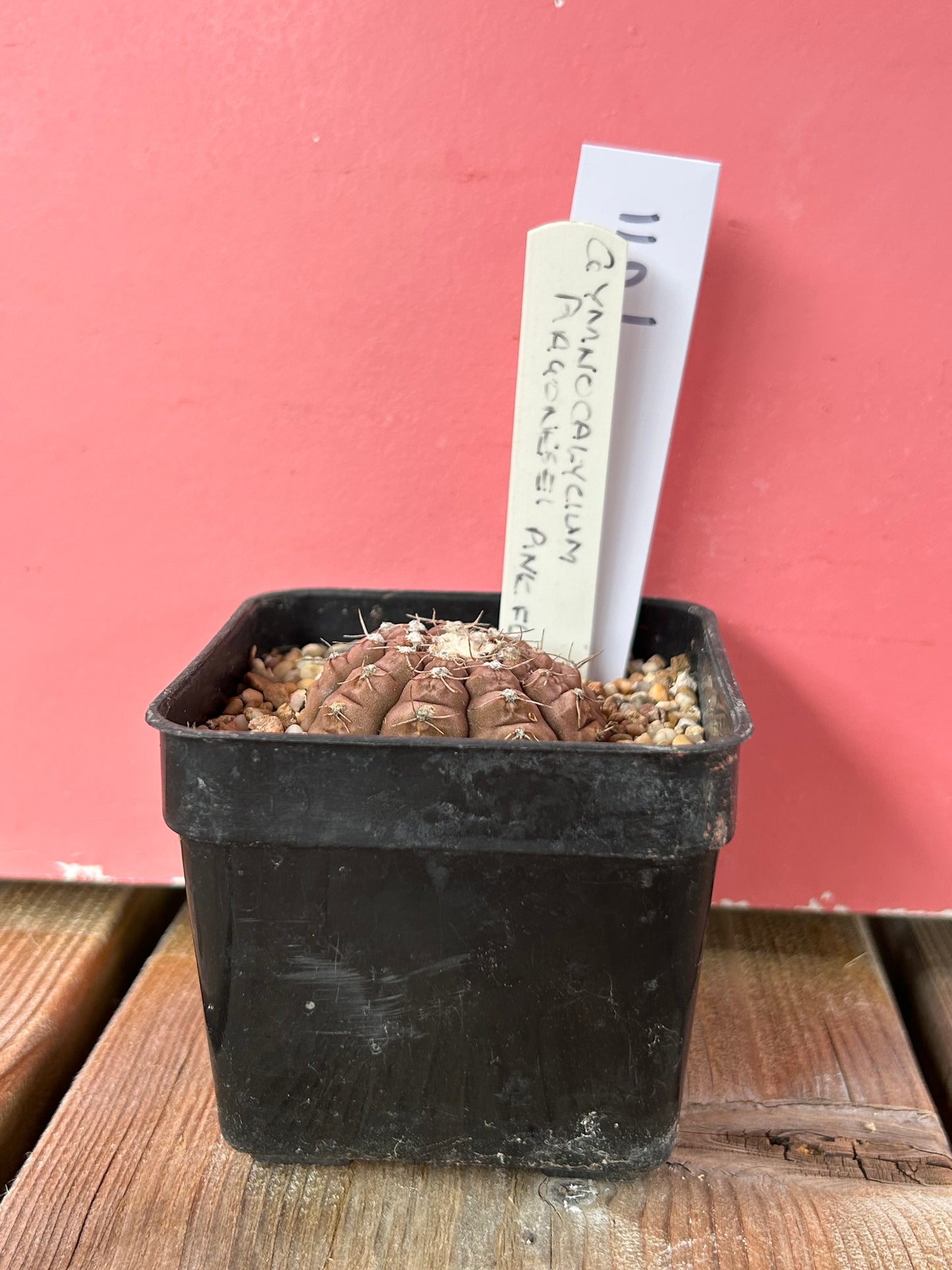 Gymnocalycium ragonesei 'pink flower' (1011)