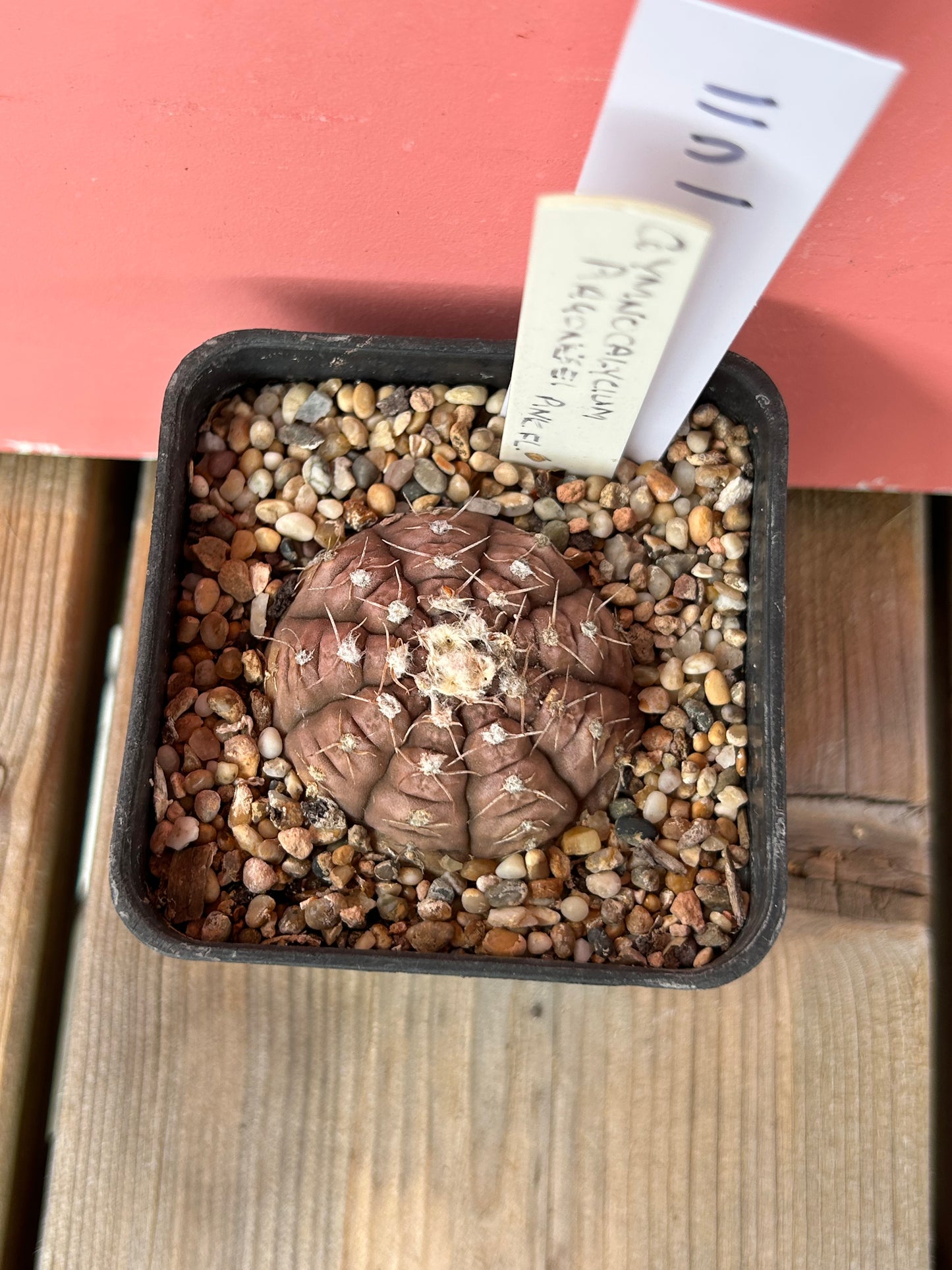 Gymnocalycium ragonesei 'pink flower' (1011)