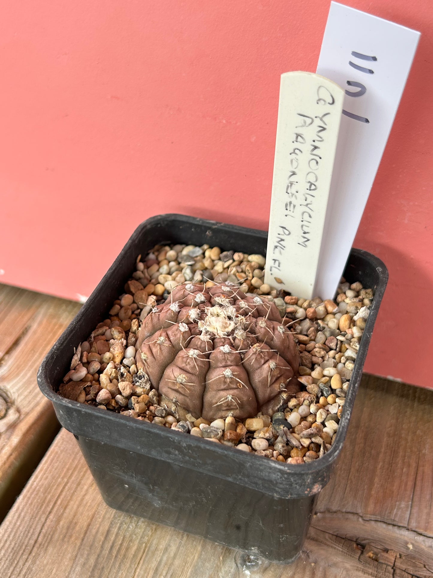 Gymnocalycium ragonesei 'pink flower' (1011)