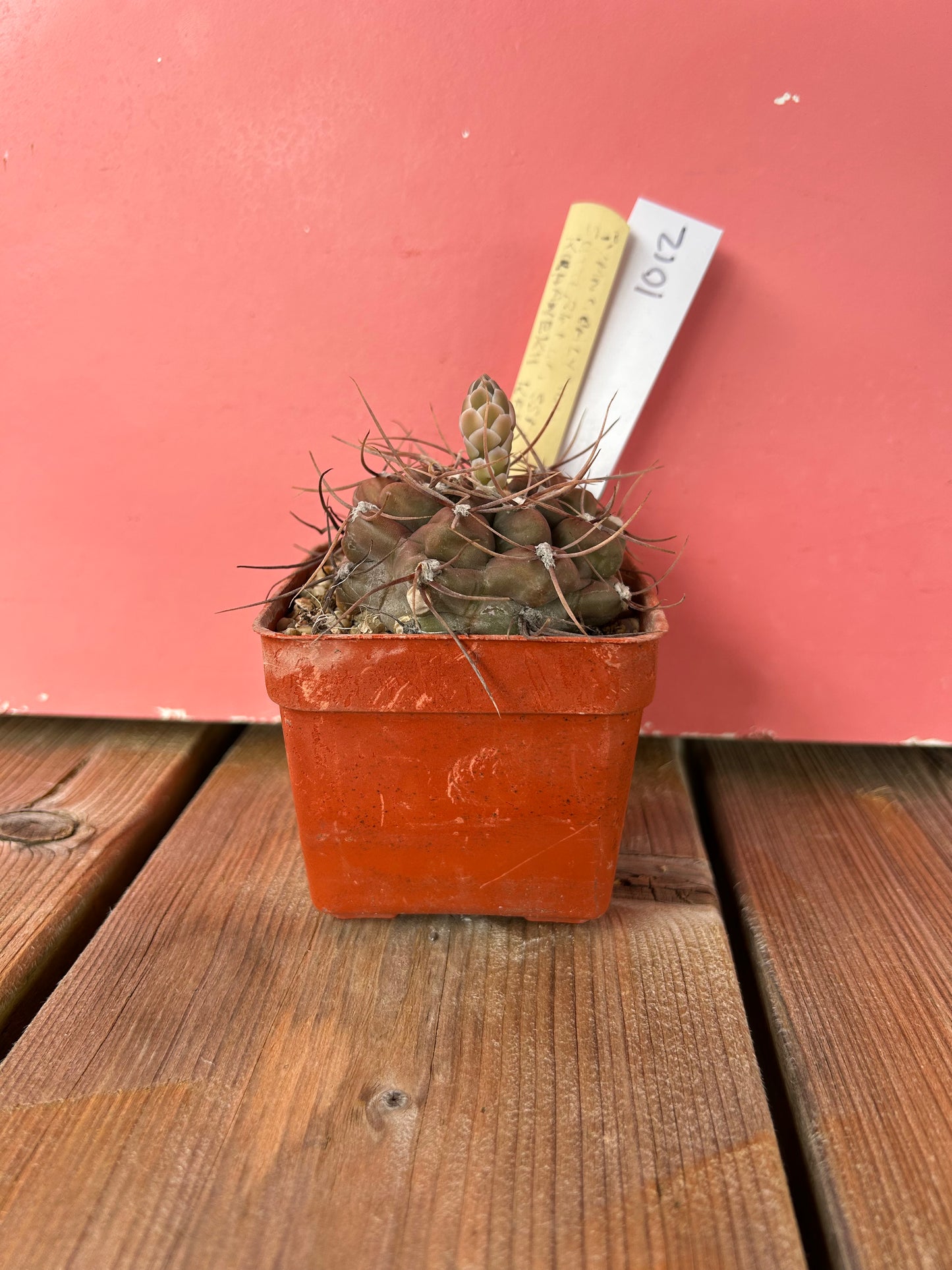Gymnocalycium sutternnum ssp kuhanekii (1012)