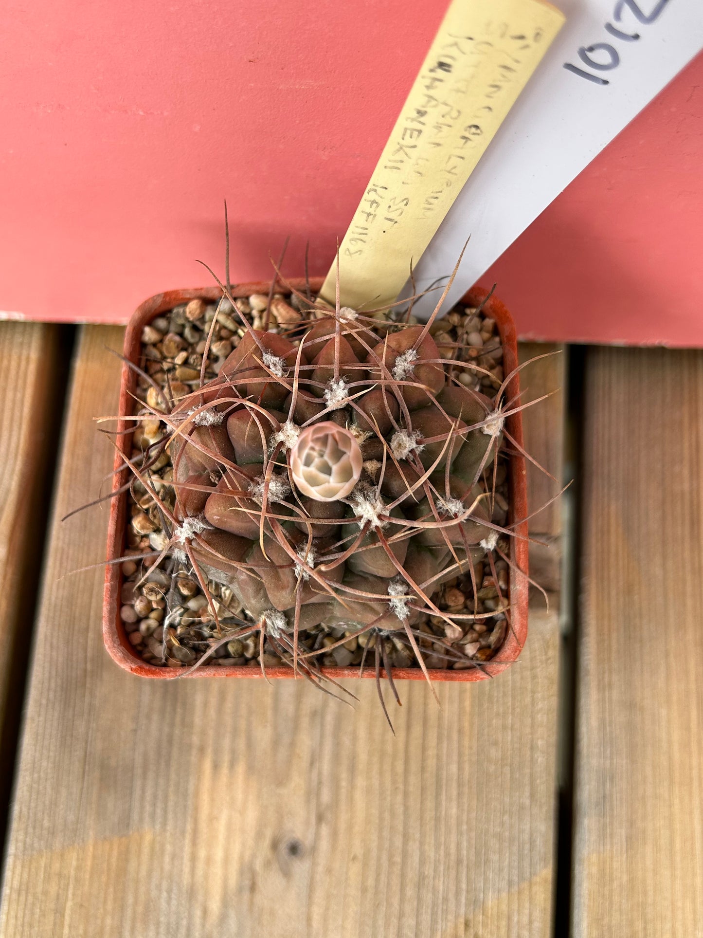 Gymnocalycium sutternnum ssp kuhanekii (1012)