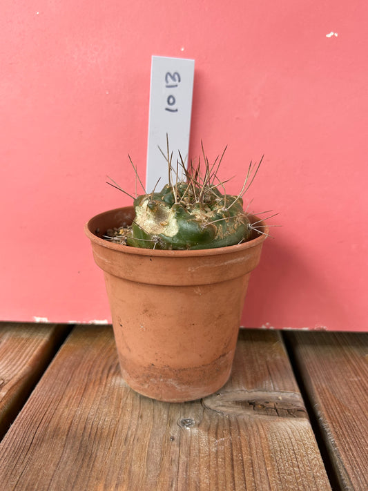 Gymnocalycium species (1013)