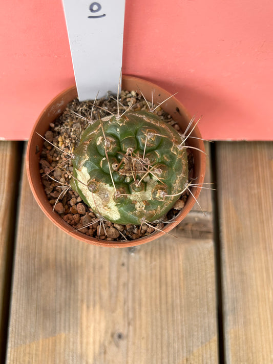 Gymnocalycium species (1013)