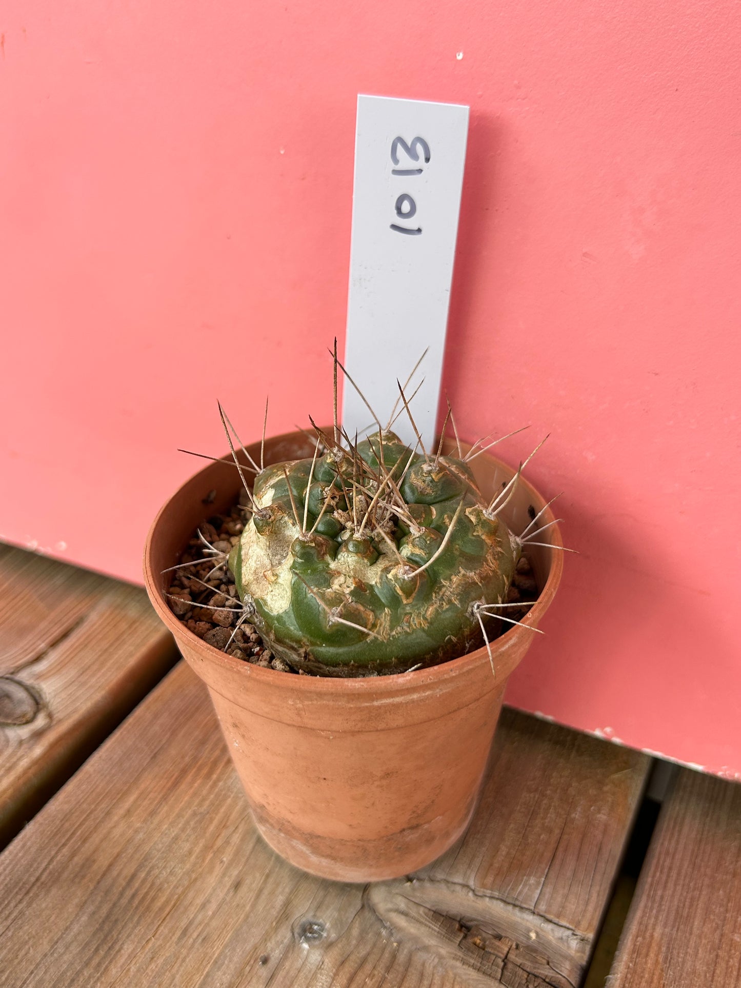 Gymnocalycium species (1013)