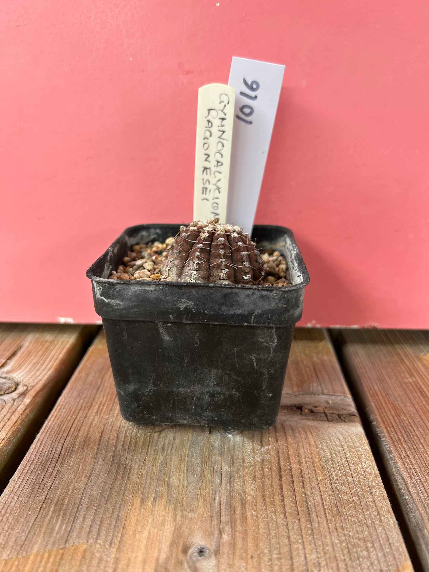 Gymnocalycium ragonesei (1016Z)